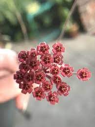 It's blooming for the first time for me. Hoya Bilobata Bloom So Cute Hoya Plants House Plants Bloom