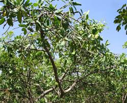 Image result for Ficus stuhlmannii