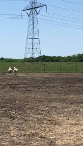 Check spelling or type a new query. Down On The Farm Petting Zoo And Exotics Home Facebook