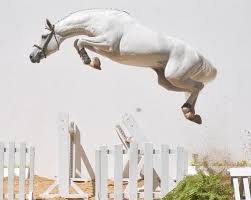 Neal Shapiro: Aim High - Part I - The Plaid Horse Magazine