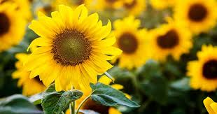 Begitu pun dengan si chi atau kekurangan, diharapkan rumah terjauh dari energi sha dan si. Menurut Feng Shui 5 Barang Ini Bisa Bawa Energi Buruk Ke Dalam Rumah Popmama Com