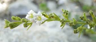 Image result for Thesium megalocarpum