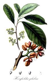 Image result for Myristicaceae