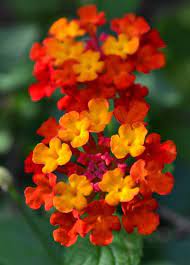 Lantana Dallas Red Red Yellow Flowering Plant Bush Live Potted Yellow Flowering Plants Lantana Flowering Bushes