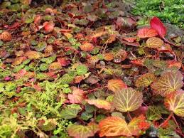 庭の紅葉 ７ ユキノシタ の葉が秋色になりました グリーンフォレスト 歳時日記