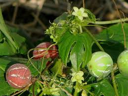 Image result for Diplocyclos