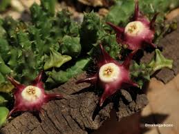 Image result for Duvalia polita