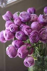 Lavender Ranunculus September Through May In Limited Quantities Ranunculuspurple Flowers Purple Flowers Pretty Flowers