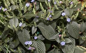 Image result for Eranthemum pulchellum