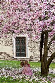 Primavera Spring Fruhling Flowering Trees Magnolia Trees Beautiful Flowers