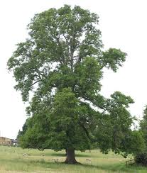 Image result for Juglans