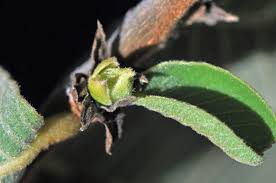 Image result for Bridelia mollis