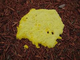 See more ideas about slime mould, slime, stuffed mushrooms. Aliens In The Landscape A Closer Look At Creepy Crawling Slime Mold Arts And Life Nny360 Com