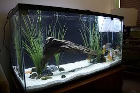 The cover is created with punched holes to accommodate wires from your filtration system, heater, and lighting unit. 220 Aquarium Ideas Aquarium Fish Tank Aquarium Fish