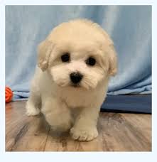 From reputable breeder, social distancing purchasing! Bichon Frise Puppies For Sale Dog Breed