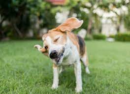 Why Do Dogs Shake Their Head Petmd