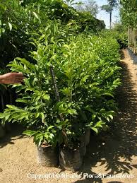 Image result for Suregada