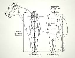 Horse Anatomy I Mikki Senkarik