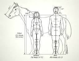 horse anatomy i mikki senkarik