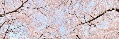 We did not find results for: Aesthetic Layouts On Twitter Dan And Phil Cherry Blossom Layout Pink Aesthetic