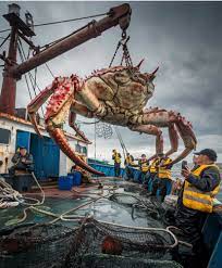Giant Alaskan King Crab Encounter on a Vessel | TikTok
