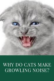 Many different cats meowing and purring and making other sounds when being cuddled, fed, ignored, looked at with a sinister look and talked to. What Do Different Cat Sounds Mean Cats Cat Meowing At Night Cat Tail Language
