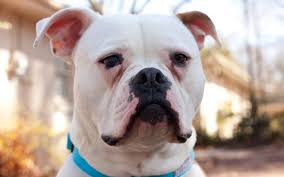 Grooming, daycare, self wash, training How To Remove Dog Tear Stains Dallas Tx Patch