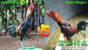 Perbedaan Ciri Ayam Mangon Dan Birma Asli In 2020 Ciri Rooster Animals