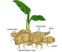 Gardenerd Organic Edible Gardening Gingerly We Grow Growing Ginger Ginger Plant Edible Garden