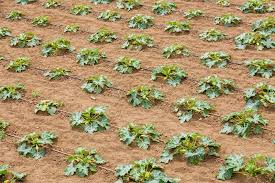 What do you plant with zucchini. How Far Apart To Plant Zucchini Family Food Garden