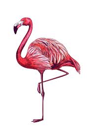 Standing Flamingo On White Bg Full Color Sketch Hand Drawn Vector Illustration Flamingos Art Illustration Hand Drawn Vector Illustrations Sharpie Drawings
