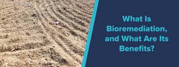 Bioremediation is a biotechnical process, which abates or cleans up contamination. Guide What Is Bioremediation Bioremediation Benefits More