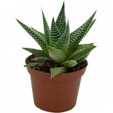 Image result for Habenaria attenuata