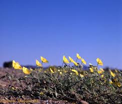 Image result for Tribulus zeyheri