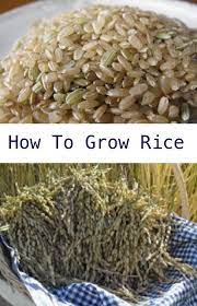 How To Grow Rice In Your Garden Homestead And Survival Growing Vegetables Growing Food Organic Gardening