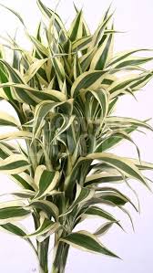 Image result for Dracaena sanderiana