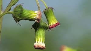 Image result for Crassocephalum crepidioides