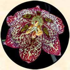 Image result for Eragrostis botryodes