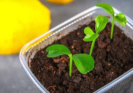 I have never had a lemon tree that would not produce flowers when the time for it was right. Lemon Tree Guide How To Grow Care For Lemon Trees