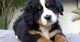 Bikayla Adli Kullanicinin Bernese Mountain Dog My Holly Panosundaki Pin Kopek Buldog Sevimli Kopek Yavrulari