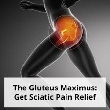 The Gluteus Maximus Get Sciatic Pain Relief These simple sciatica exercises gently stretch your anyone who's ever suffered from sciatic nerve pain knows it's a real pain in the butt—literally. gluteus maximus get sciatic pain relief