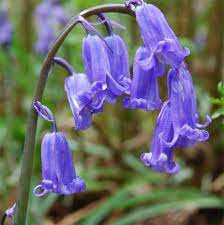 Pin On Fairy Flowers