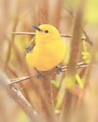 Epingle Par June Miller Sur Yellow Oiseaux Exotiques Oiseaux Colores Animaux