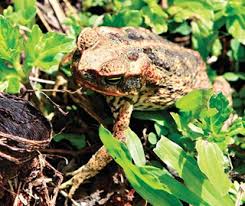 Make sure to ask how much they charge for their service before you engage. Help Stop The Spread Of Cane Toads Nsw Environment Energy And Science