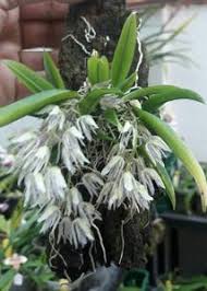 Image result for Schizochilus sulphureus