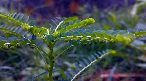Image result for Phyllanthus amarus
