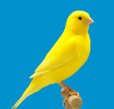 Black And White Bird With Yellow Beak Yellow Canary Yellow Bird Tattoo Canary Birds Yellow Bird