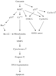 Figure 7 From Curcumin Induced Cell Cycle Arrest And