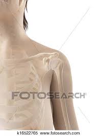 Common bone diseases in adults and children include the following Female Shoulder Bones Stock Illustration K16522765 Fotosearch
