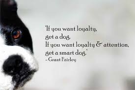 If You Want Loyalty Get A Dog If You Want Loyalty And Attention Get A Smart Dog Petpost Dog Loyalty Quotes Dog Quotes Smart Dog